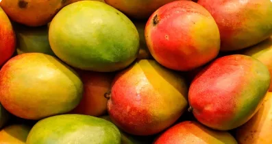 Purea di mango Alphonso